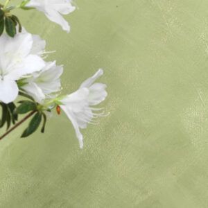 Pinturas ecológicas y naturales | interior y exterior
